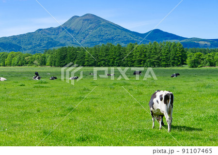 中標津町武佐岳と放牧の風景 91107465