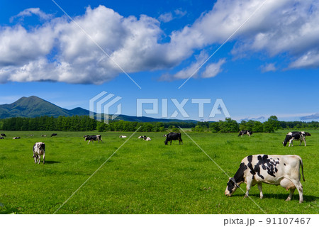 中標津町武佐岳と放牧の風景 91107467
