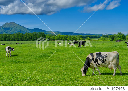 中標津町武佐岳と放牧の風景 中標津町武佐岳と放牧の風景 91107468