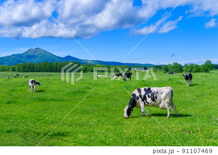中標津町武佐岳と放牧の風景 91107469