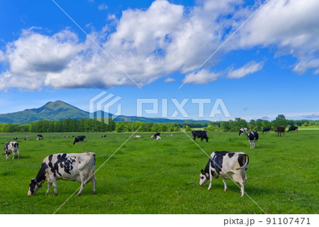 中標津町武佐岳と放牧の風景 中標津町武佐岳と放牧の風景 91107471