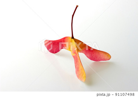 Unusual three lobed maple seeds pods in bright red yellow color isolated on white 91107498