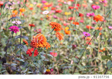 満開のマリーゴールド 花畑 国営ひたち海浜公園 ひたちなか海浜公園 91107756