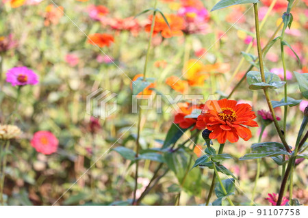満開のマリーゴールド 花畑 国営ひたち海浜公園 ひたちなか海浜公園 91107758