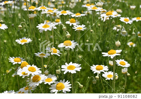 ローマンカモミール(キク科)の多年草 ローマンカモミール(キク科)の多年草 91108082