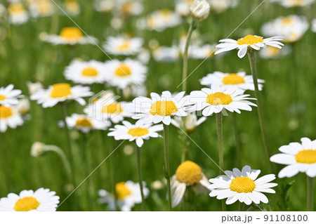 ローマンカモミール(キク科)の多年草 ローマンカモミール(キク科)の多年草 91108100