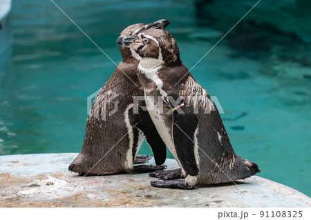 フンボルトペンギン　 91108325