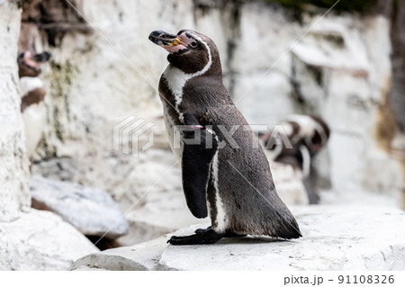 フンボルトペンギン　 91108326