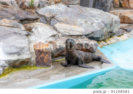 カリフォルニアアシカの赤ちゃん カリフォルニアアシカの赤ちゃん 91108381