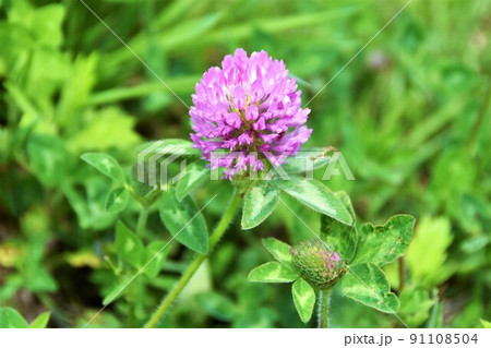 アカツメクサ 91108504