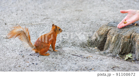 An agile red squirrel looks with curiosity at a treat offered by a man in the form of a nut in his hand. Copy space. 91108672
