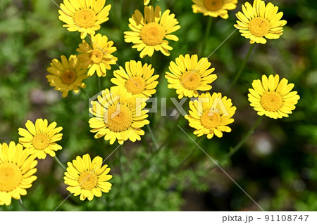 コウヤカミツレ コウヤカミツレ 91108747