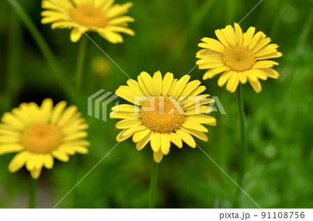 コウヤカミツレ コウヤカミツレ 91108756