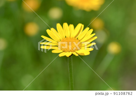 コウヤカミツレ コウヤカミツレ 91108762