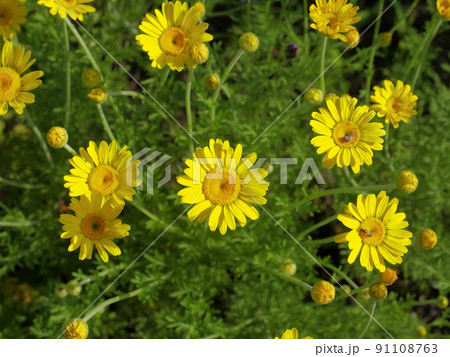 コウヤカミツレ 91108763