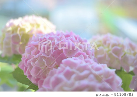 ピンク色の紫陽花 ピンク色の紫陽花 91108783