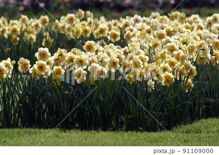 Daffodils 91109000