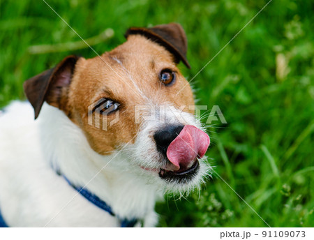 So delicious: dog looking into camera, licking and begging for treat So delicious: dog looking into camera, licking and begging for treat 91109073