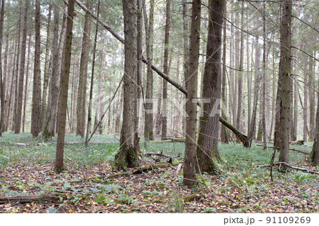 Pine tree forest landscape in summer time. Forest trees. Forrest nature view. Panorama of pine trees background f background for poster, calendar, post, screensaver, wallpaper, postcard, card, banner 91109269