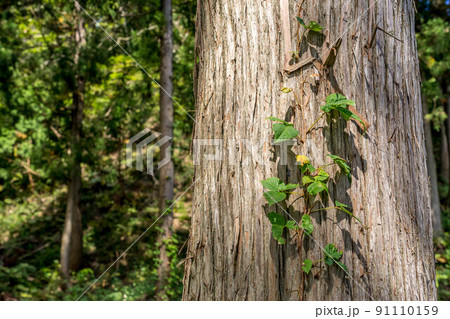 杉と蔓草 91110159