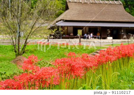 彼岸花と茅葺き屋根の家 彼岸花と茅葺き屋根の家 91110217