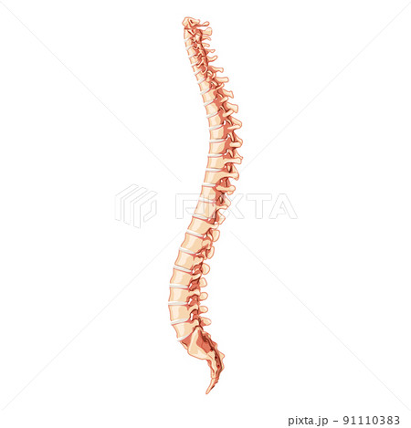 The human vertebral column spine anatomy side lateral with Intervertebral disc. Vector flat 3D realistic illustration The human vertebral column spine anatomy side lateral with Intervertebral disc. Vector flat 3D realistic illustration 91110383
