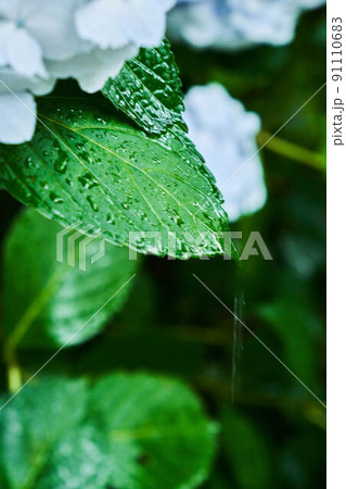 あじさい寺 91110683