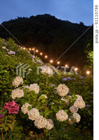 あじさいの里 91110786