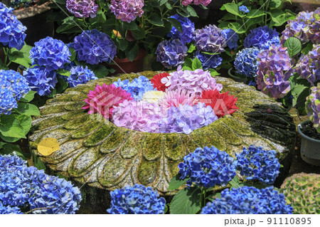 岡寺 あじさい回廊と花手水 岡寺 あじさい回廊と花手水 91110895