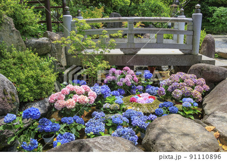 岡寺　あじさい回廊と花手水 91110896