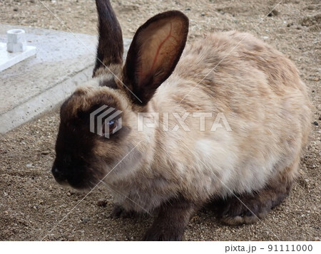嘉弥真島 うさぎ 嘉弥真島 うさぎ 91111000