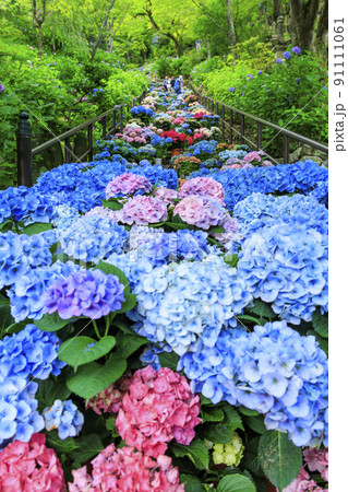 長谷寺の新緑とあじさい回廊 長谷寺の新緑とあじさい回廊 91111061