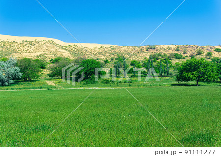 green flowering valley with a large sand dune in the background green flowering valley with a large sand dune in the background 91111277