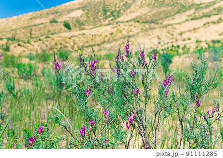 purple astragalus flowers in blooming spring desert, Sarykum sand dune purple astragalus flowers in blooming spring desert, Sarykum sand dune 91111285
