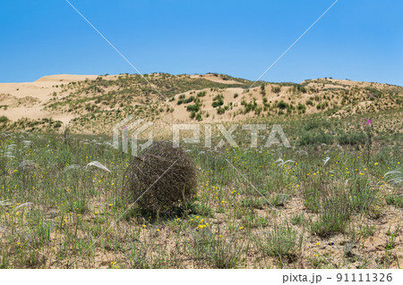 tumbleweed rolls on dry feather grass steppe 91111326