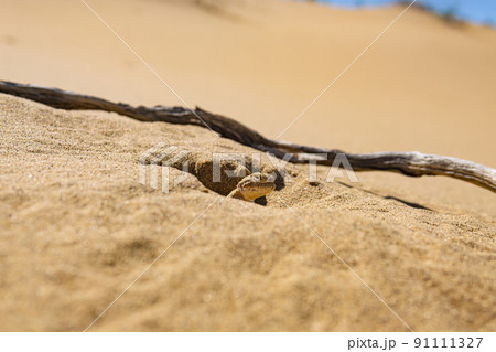 toadhead agama lizard near its burrow in the sand of the desert toadhead agama lizard near its burrow in the sand of the desert 91111327