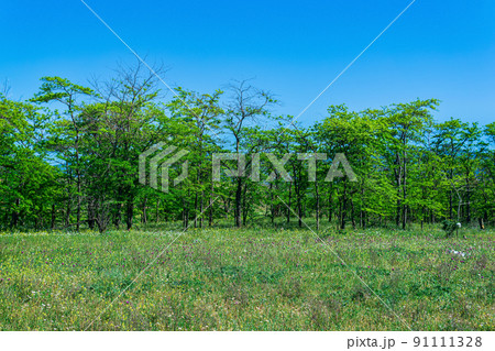 spring sunny open woodland landscape with flowering meadow and deciduous groves spring sunny open woodland landscape with flowering meadow and deciduous groves 91111328