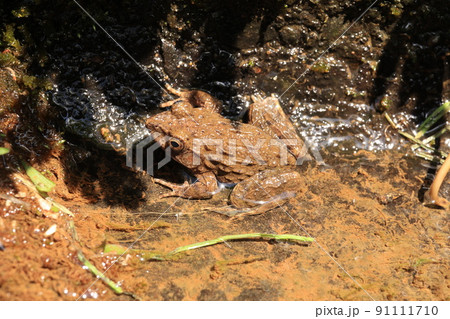 ツチガエル 91111710
