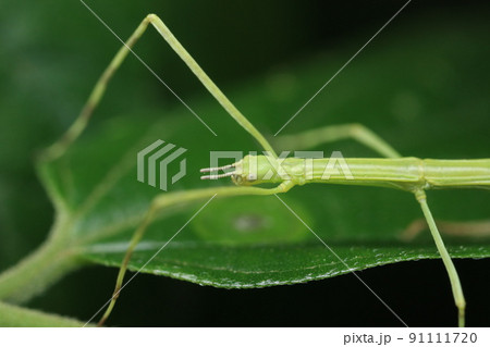 ナナフシ/ナナフシモドキ　幼虫 91111720