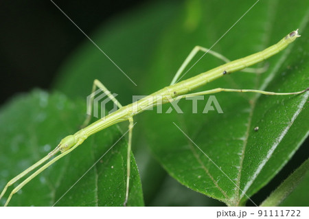 ナナフシ/ナナフシモドキ　幼虫 91111722