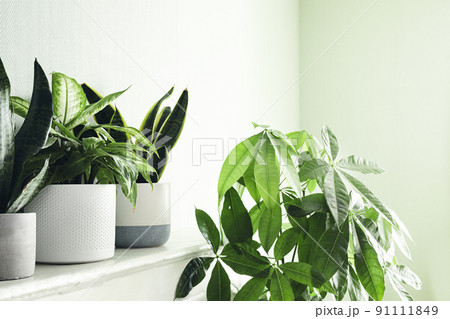 Several house plants in white pots on a white shelf and pachira Several house plants in white pots on a white shelf and pachira 91111849