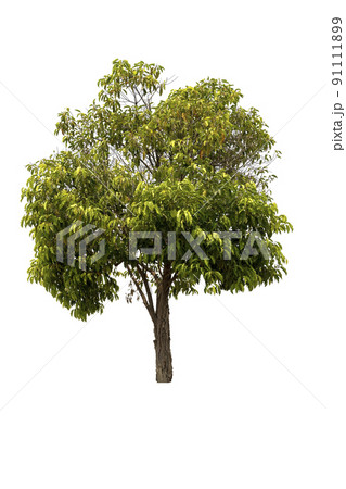 A big tree isolated on white background A big tree isolated on white background 91111899