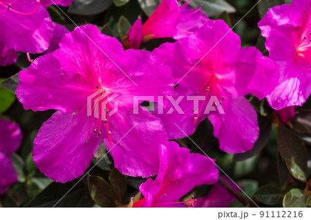 Neon magenta Azalea flowers on a branch Neon magenta Azalea flowers on a branch 91112216