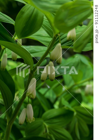 White Kupena flowers in a meadow White Kupena flowers in a meadow 91112248