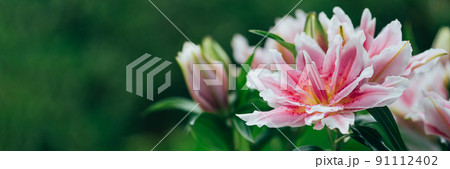 Scented pollen-free double lilies Scented pollen-free double lilies 91112402