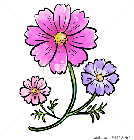 絵手紙の様な水彩風のコスモスのイラスト 91112964