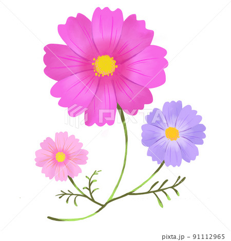 厚塗りのコスモス 91112965