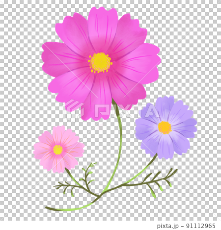 厚塗りのコスモス 91112965