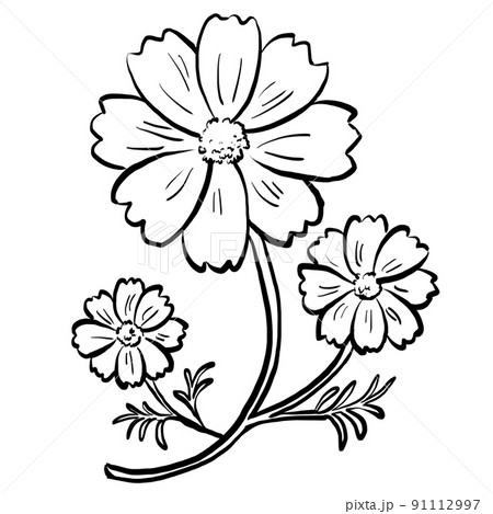 手書き風のコスモスの白黒イラスト 91112997
