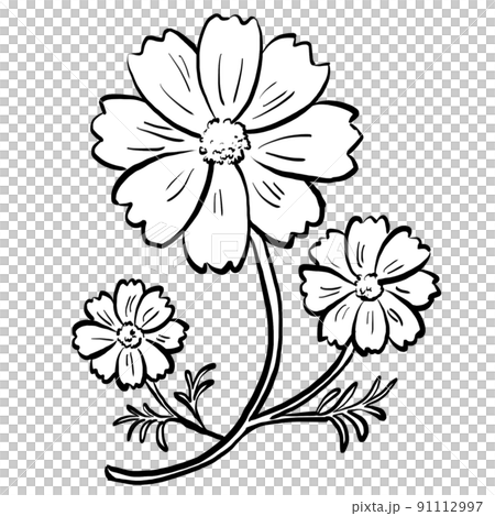 手書き風のコスモスの白黒イラスト 91112997